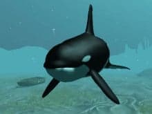 Killer Whale